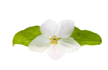 apple blossom isolated