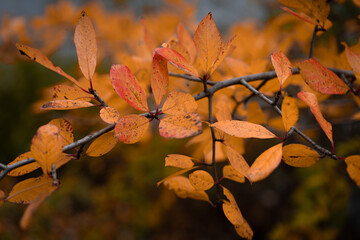 gefärbte Blätter im Herbst