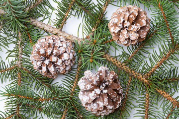 spruce branch on white background