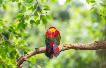 beautiful parrots in a park