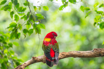 beautiful parrots in a park