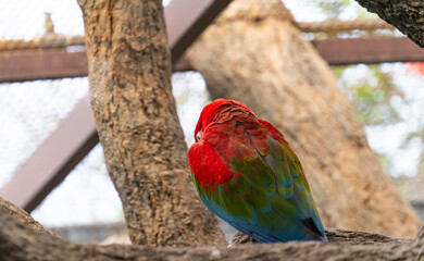 beautiful parrots in a park