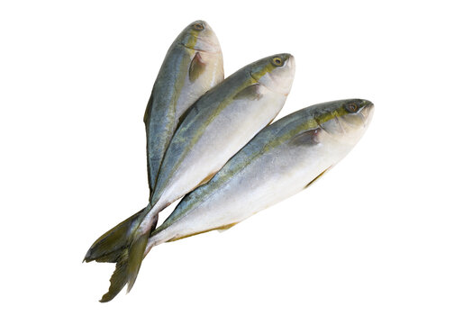  Three fresh yellowtail amberjack fishes isolated on white background