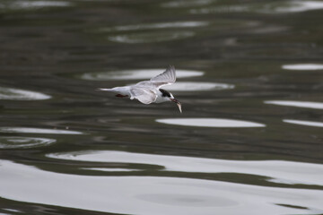 common tern or Sterna hirundo, a seabird at Sasoon in Mumbai Maharashtra, India
