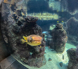 Maui Ocean Center, submarine life, fishes in the aquarium