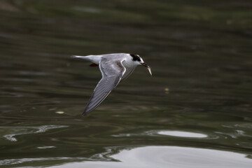 common tern or Sterna hirundo, a seabird at Sasoon in Mumbai Maharashtra, India