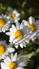 daisies in a garden