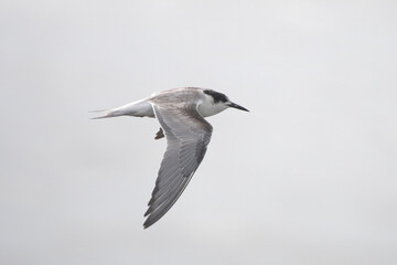 common tern or Sterna hirundo, a seabird at Sasoon in Mumbai Maharashtra, India