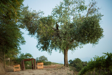 Obraz premium Ulivo in campagna