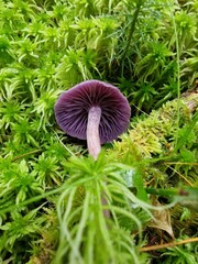 amethyst deceiver