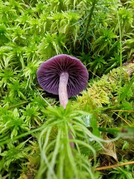 amethyst deceiver