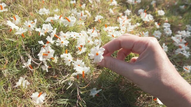 Woman holding fresh aromatic white flower