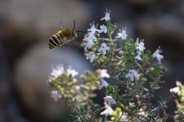 Abeja excavadora Amegilla quadrifasciata volando hacia flores de tomillo, Bocairent, España