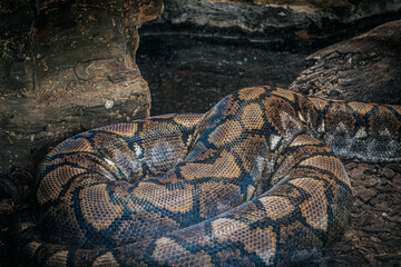 Close-up of a reticulated python's patterned scales coiling against a tree trunk in a naturalistic enclosure. The intricate scale pattern blends with the ground environment.