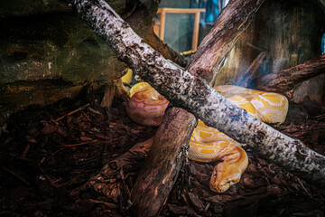The albino python is curled up in a naturalistic terrarium surrounded by branches, windows and bark substrate. The snake's striking yellow and white pattern contrasts with its ground enclosure.