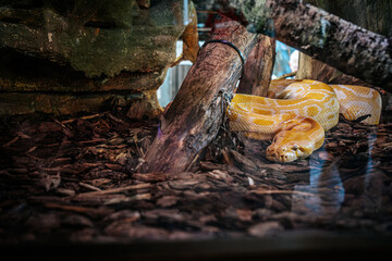 The albino python is curled up in a naturalistic terrarium surrounded by branches, windows and bark substrate. The snake's striking yellow and white pattern contrasts with its ground enclosure.