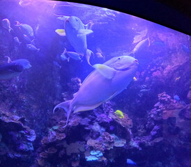 Fototapeta premium Maui Ocean Center, submarine life, fishes in the aquarium