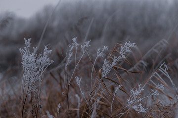 Dutch winter landscape with frozen reeds on the edge of the ponds. Cold morning with ice crystals on the surface of dry plants