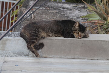 the cat is asleep on top of the house