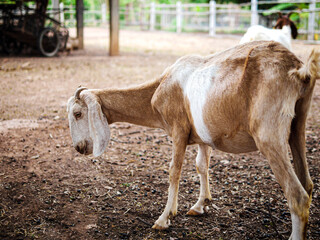 Cute little goats and funny in goats farm. Portrait.