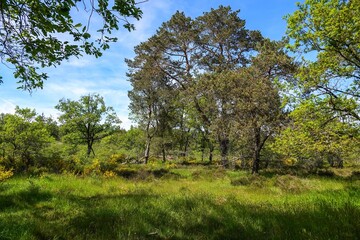 Une clairière en forêt de Fontainebleau, avec tons vifs