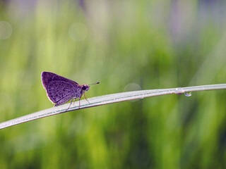 Close-up of owl butterfly on a blade of grass with raindrops in the natural light on a beautiful morning.