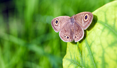 Close-up of owl butterfly on a leaf in the natural light on a beautiful morning