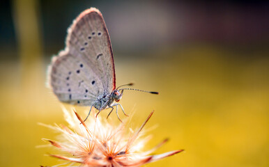 Close-up of butterfly on a flower in the natural light on a beautiful morning. macro butterfly