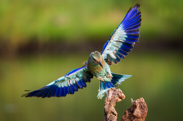 blue butterfly on a branch