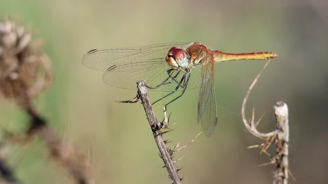 Lib&eacute;lula Sympetrum fonscolombii hembra sobre vegetaci&oacute;n muerta mueve la cabeza y se acicala en el parque natural Sierra de Mariola, Bocairent