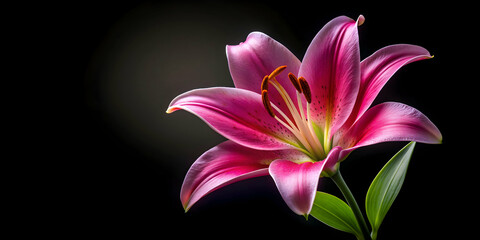Fototapeta premium Pink lily flower in bloom on black background, lily, pink, flower, bloom, isolated, black background, delicate, petals
