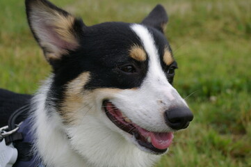 緑を背景に目を細めて笑うトライカラーの若いコーギー犬の横顔のアップ