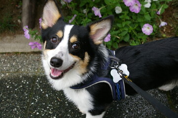 ピンク色の花を背景にハーネスをつけた笑顔の黒いコーギー犬