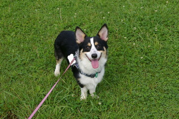 ロングリードで草むらを散歩中に飼い主に笑顔を向ける黒いコーギー犬