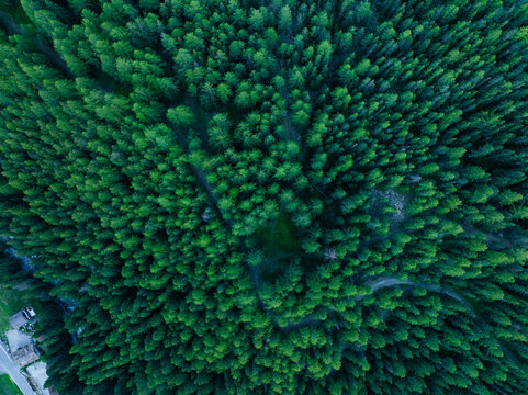 Aerial view of lush forest trees in Gran Paradiso National Park, Cogne, Aosta Valley, Italy.
