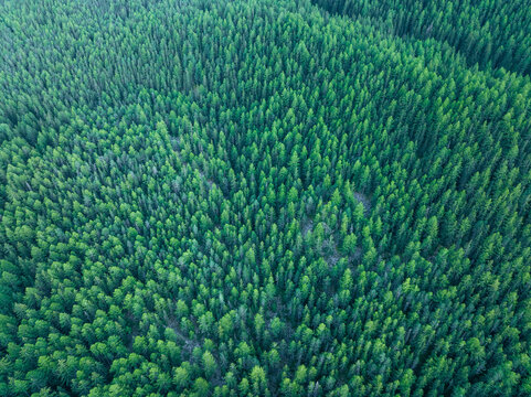 Aerial view of lush forest trees in Gran Paradiso National Park, Cogne, Italy.
