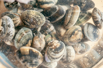 Fresh closed clams shell in water in a plate