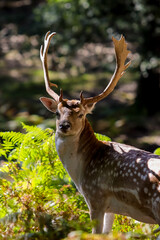 un cerf, le roi de la forêt qui nous regarde - arrière-plan flou - format vertical