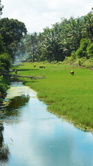 Cows graze in an Indonesian river in the middle of the jungle