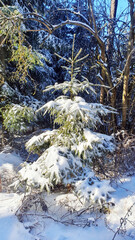 Much trees with snow in winter forest. Nature background with Christmas tree.