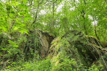 Obraz premium Forest in the village of Lynmouth, Devon, Exmoor National Park