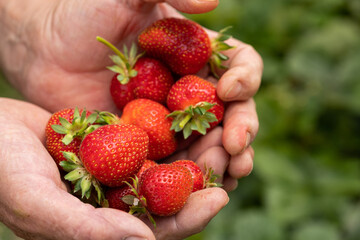 Fragole Raccolte a Mano