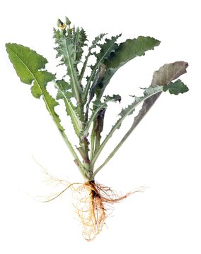 green wild plant Sonchus asper - asteraceae Family isolated close up