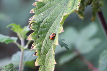 A worm on a leaf