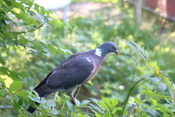 A pigeon on the branch