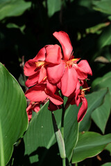 red flowers of Canna plant close up