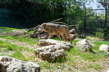 Lupo in Ambiente Naturale