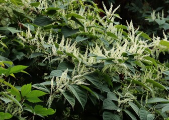 invasive plant weed Polygonum Cuspidatum with white flowers in summer