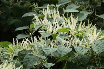 invasive plant weed Polygonum Cuspidatum with white flowers in summer