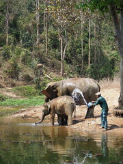 Fototapeta premium elephants in a sanctuary